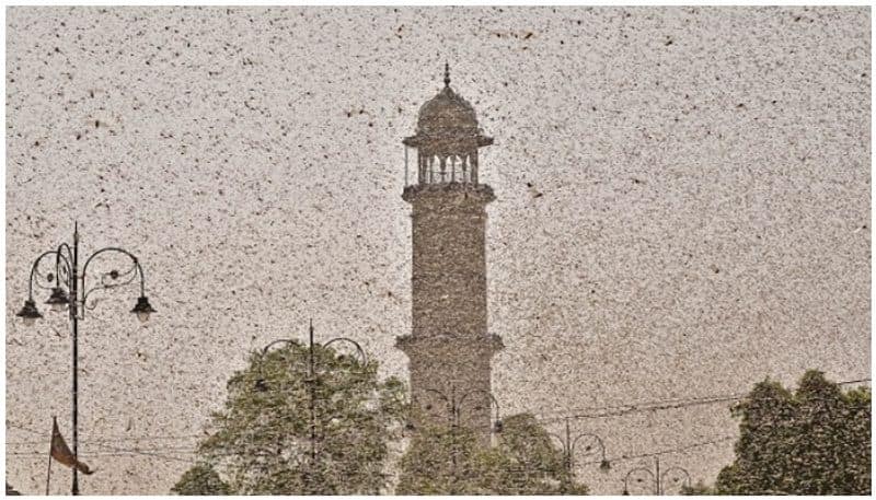 Know about Desert locust and its effects on Indian agriculture