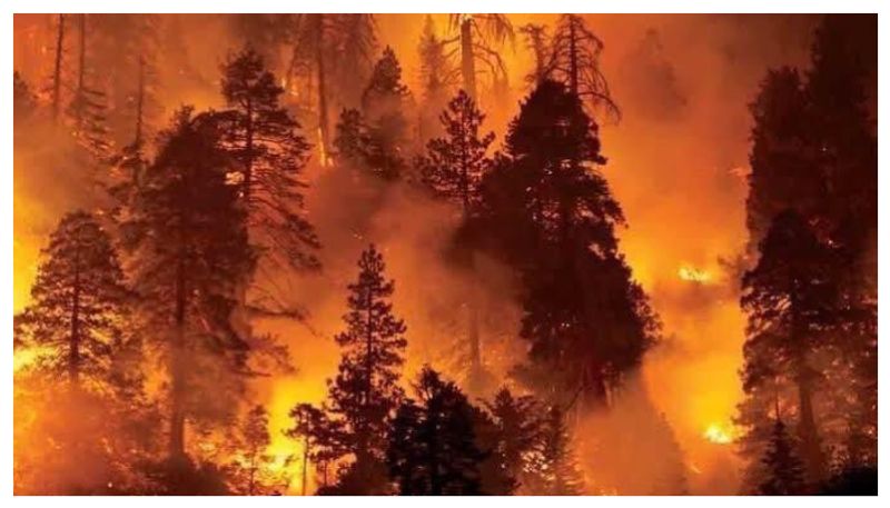 Forest fire in spain, portugal watch terrific video akb