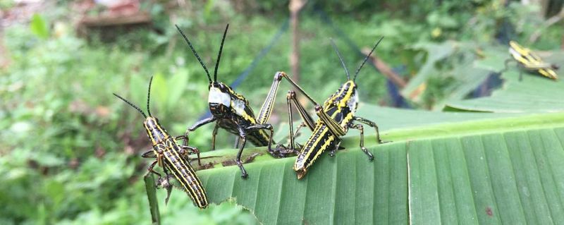 Lakhs of locust enters Sringeri Chikkamagaluru, Areca Nut farmers gets tensed