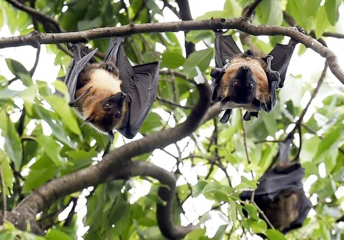 Bats