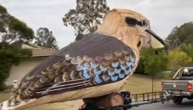 Watch Australian man builds giant laughing kookaburra during coronavirus lockdown Twitterati impressed