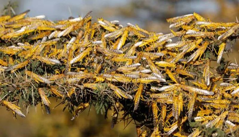 Locust in mangalore eats green leafs creates anxiety in people