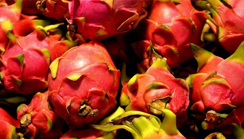 dragon fruit in home and balcony