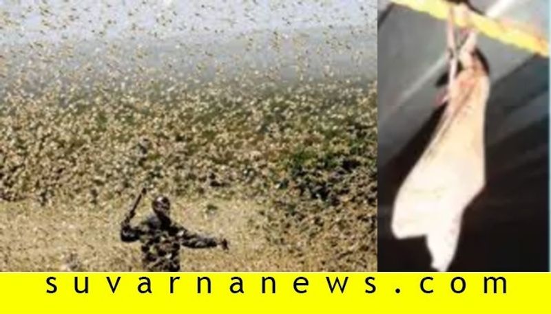 big locusts found in karkala