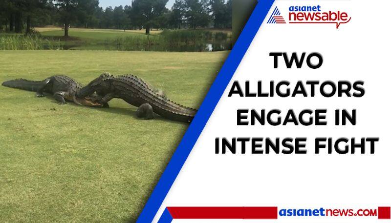 Viral video: Two alligators engage in intense fight