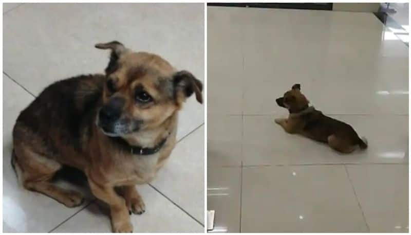 owner succumbed to Covid-19 dog waited for months in hospital at Wuhan Hospital