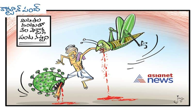 cartoon punch on Locust swarm in India