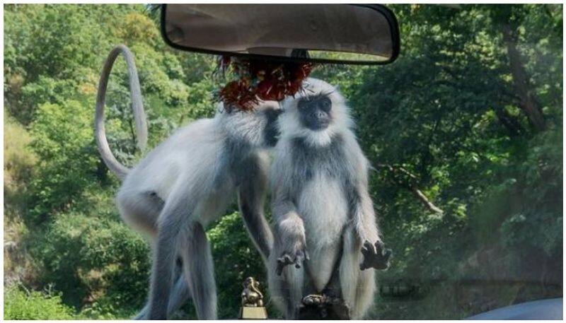 monkeys attack lab technician and flee with covid sample, locals fear spread of the disease