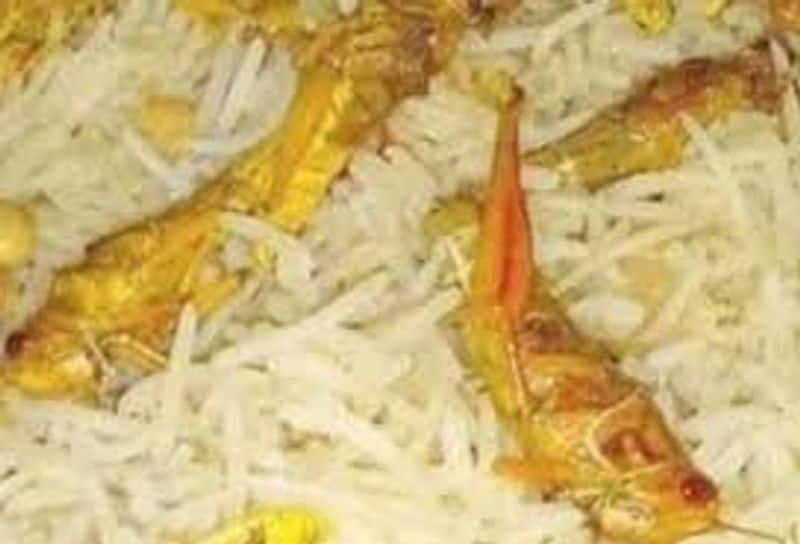 Locust 65 out of trouble ... Locust biryani sale in India