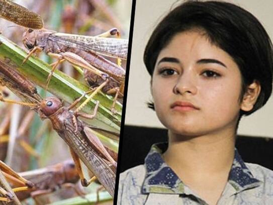 Zaira Wasim has become radicals, even in the locust attack, he sees the wrath of Allah