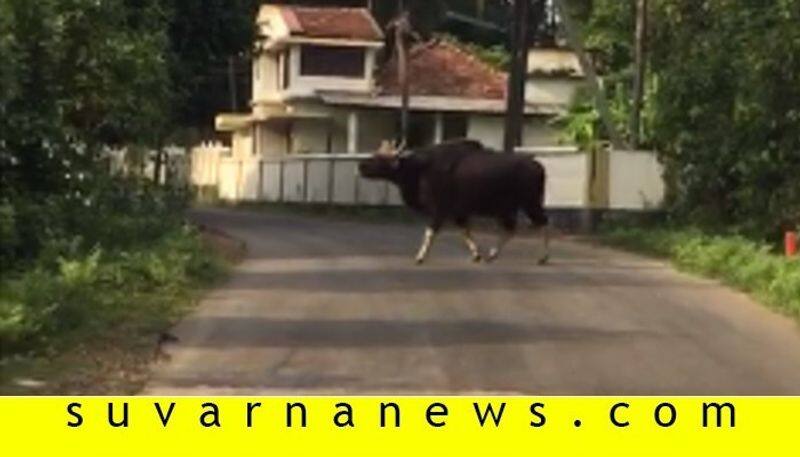 6 Bison crossing road in karkala