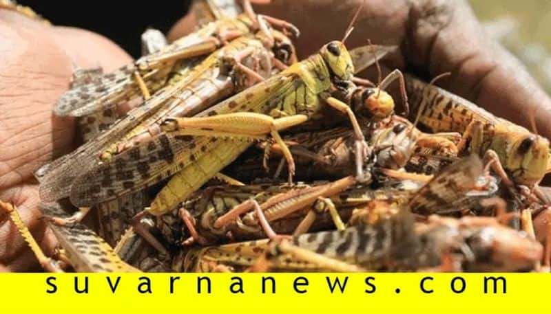 Know about Desert locust and its effects on Indian agriculture