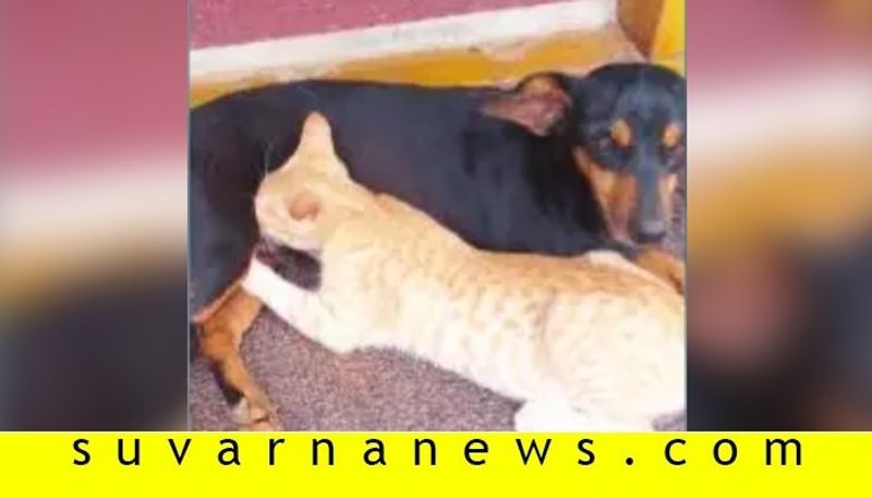 Dog feed milk to cat in kodagu