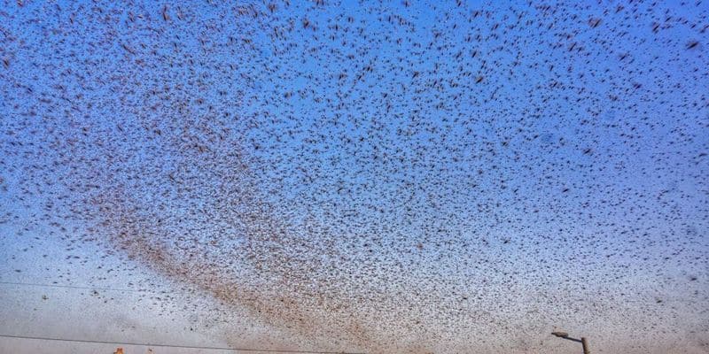 Flight Safety: Locust swarm could be worse than bird strike