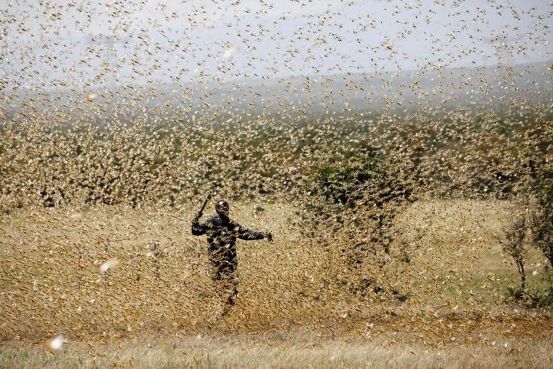 Flight Safety: Locust swarm could be worse than bird strike