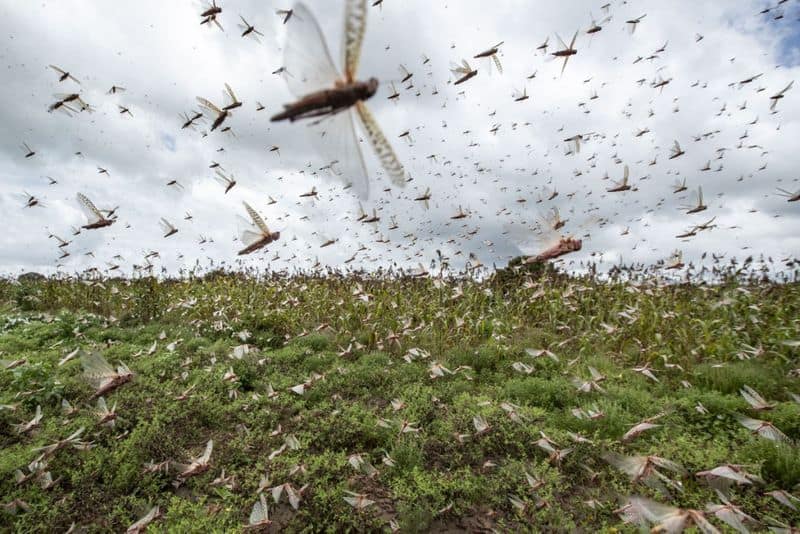 Flight Safety: Locust swarm could be worse than bird strike