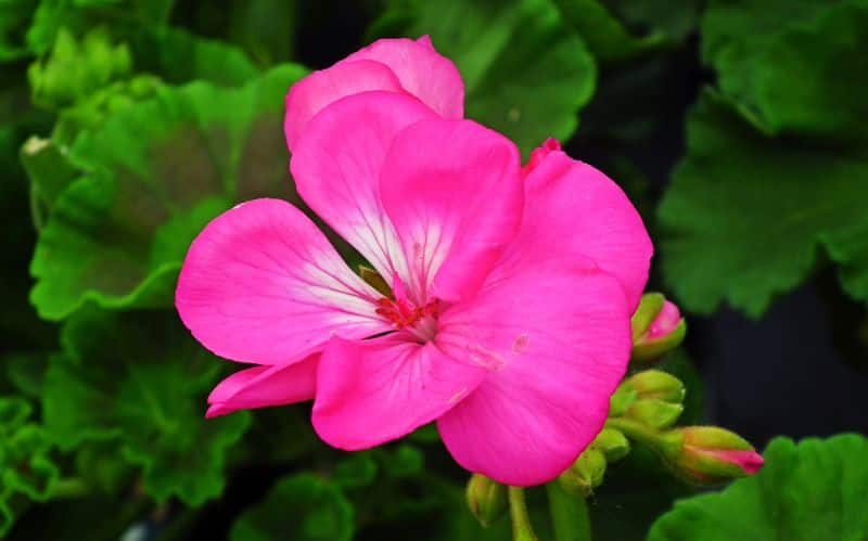 how to grow geranium flowers