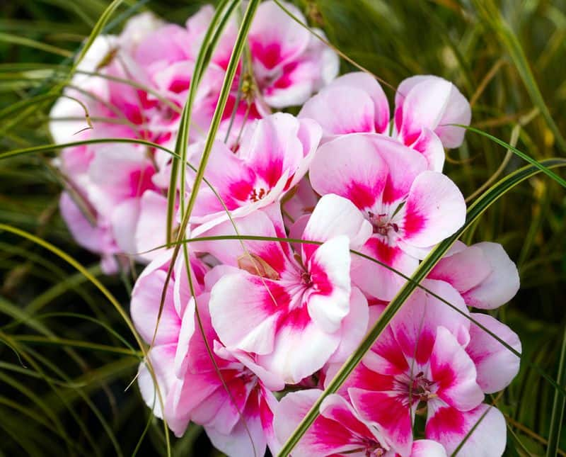 how to grow geranium flowers