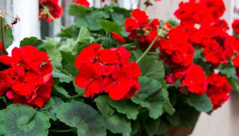 how to grow geranium flowers