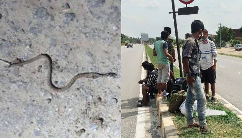 after 2000km track home from bangalore migrant dies of snakebite