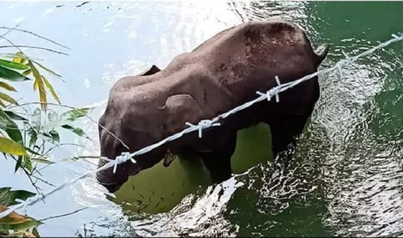 Kerala: Probe begins in pregnant elephant death case