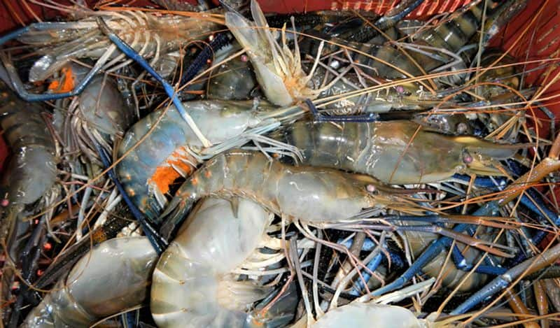 Coronavirus found in imported frozen shrimps from  Ecuador claims china