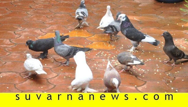 Photos gallery of a house in kundapur which is rich with nature and birds