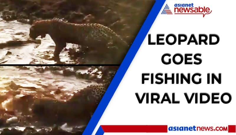 Leopard catching fish in a pond, video goes viral