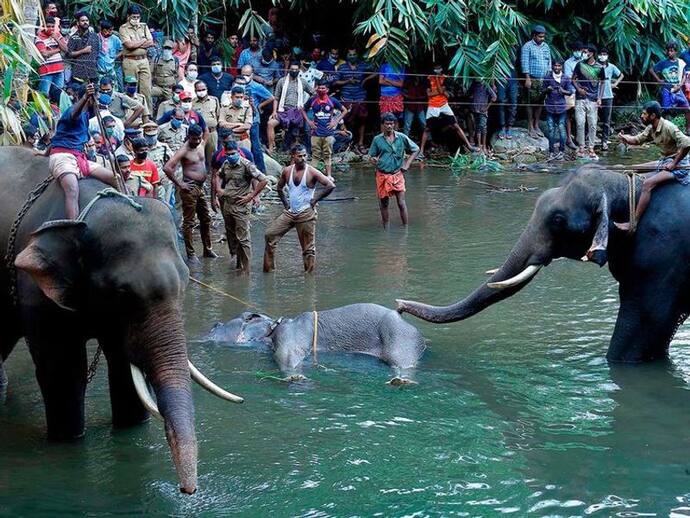 নির্ভয়া হয়ে উঠবে কি নিহত মা হাতিটি, কতটা কড়া শাস্তি হতে পারে হত্যাকারীদের