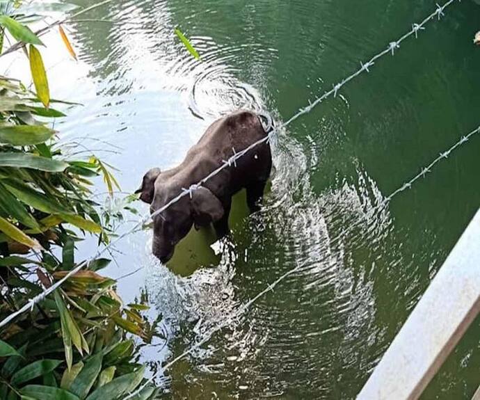 কেরলের হাতি মৃত্যু নিছকই দুর্ঘটনা, গুজব না ছড়ানোর আবেদন কেন্দ্রীয় মন্ত্রী বাবুল সুপ্রিয়র