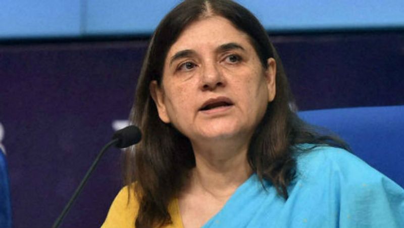 Maneka Gandhi against Killing wild hogs 