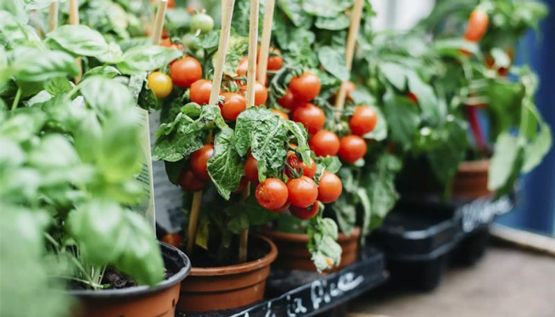 grow vegetables in container