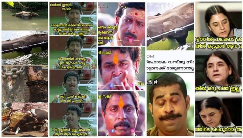 troll on pregnant elephant death in kerala