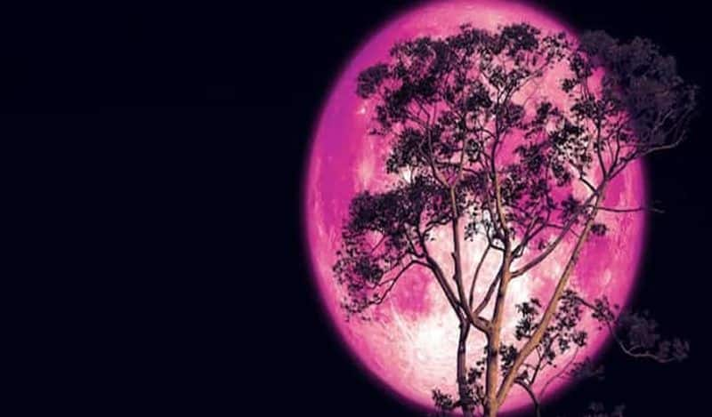 Full Pink Moon 2023: How will it affect your zodiac sign? rampink