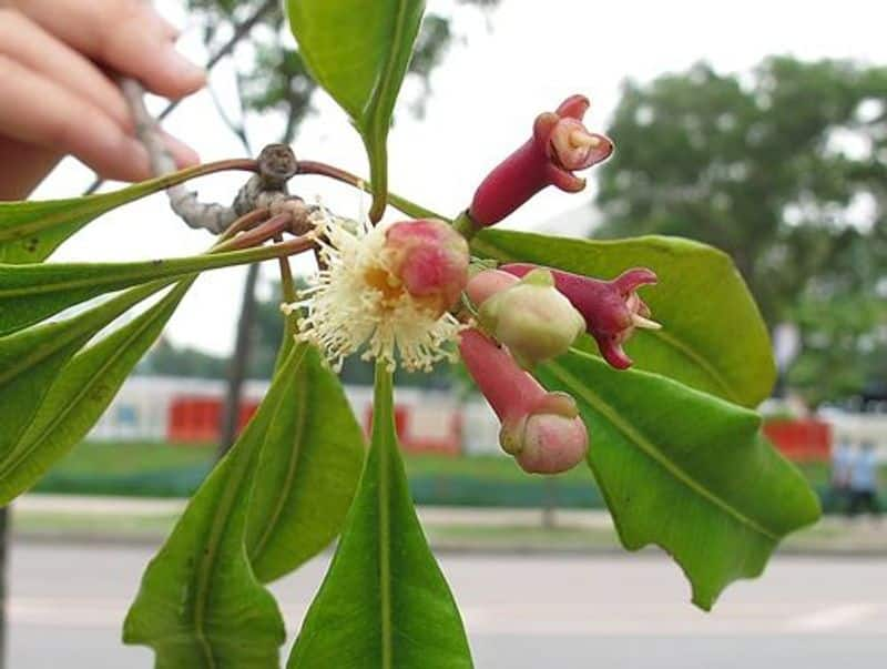 how to grow clove in home