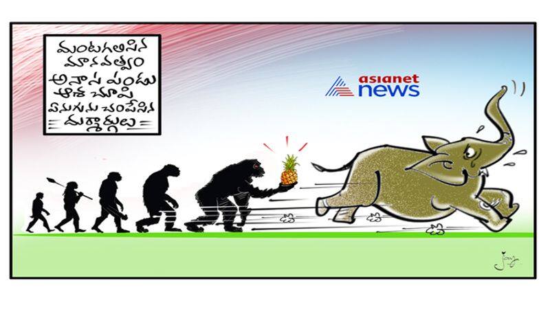 cartoon punch on Pregnant elephant dies in Kerala after consuming pineapple stuffed with crackers