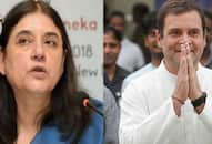 Elephant fed with fruit bomb: Maneka Gandhi questions Rahul Gandhi & Kerala government