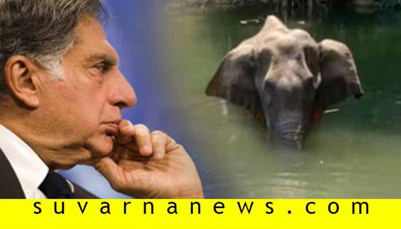 Killing of a pregnant elephant in Kerala a  meditated murder says Industrialist Ratan Tata