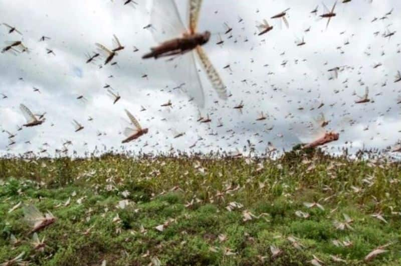 locust attack in india agri sector face huge loss