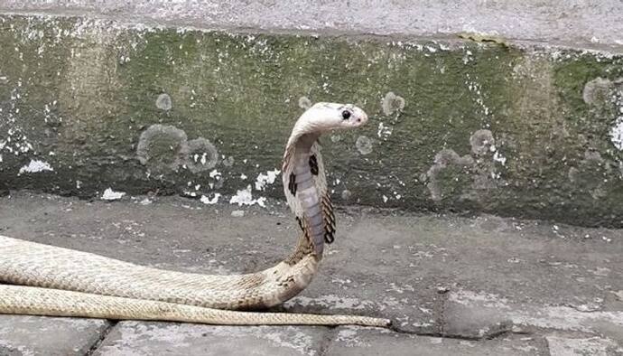 কোয়ারেন্টাইন সেন্টারে বিষধর সাপের ছোবল, পরিযায়ী শ্রমিক ভর্তি হাসপাতালে