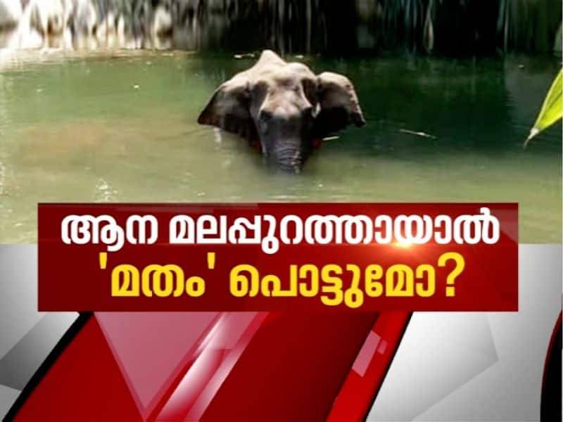 news hour on elephant deathc case