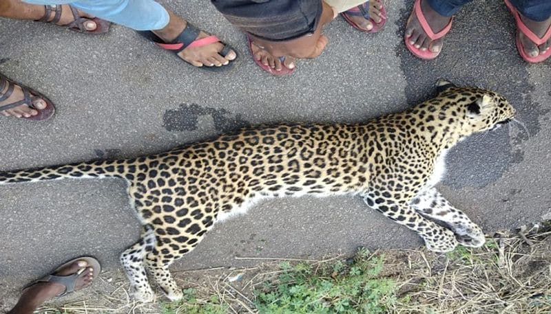 Leopard Dies at Gangavati in Koppal District