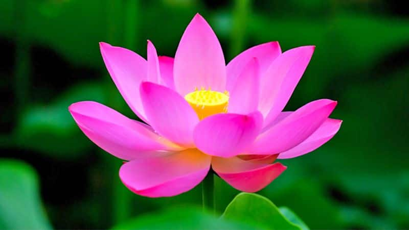 health benefits of lotus