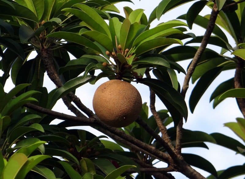 sapodilla in container