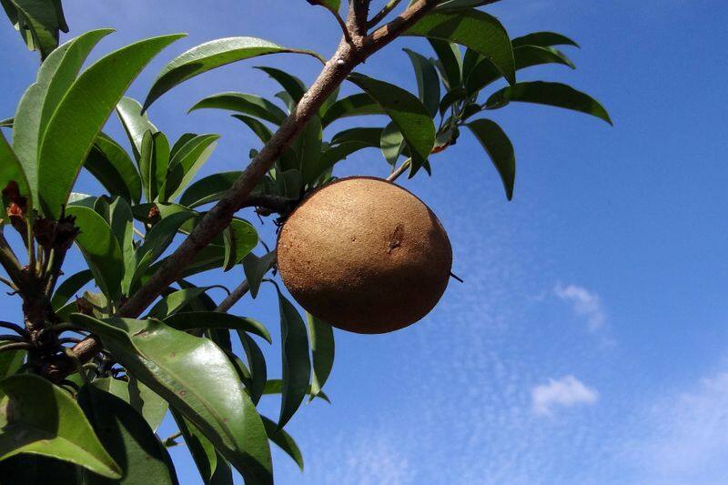 sapodilla in container