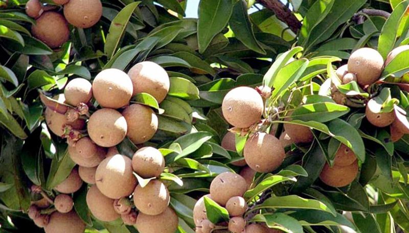 sapodilla in container