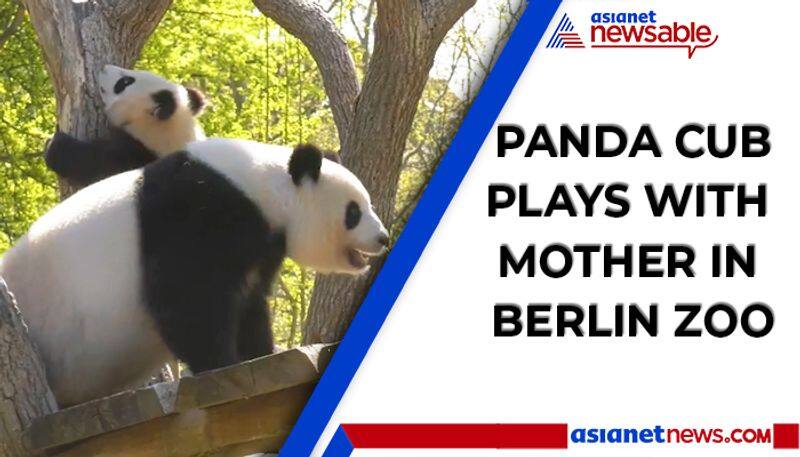 Watch Panda cub plays with mother; video goes viral