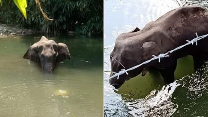 কেরলের গর্ভবতী হাতি হত্যায় নতুন মোড়,  আনারস নয় বিপদ এসেছিল নারকেল থেকে