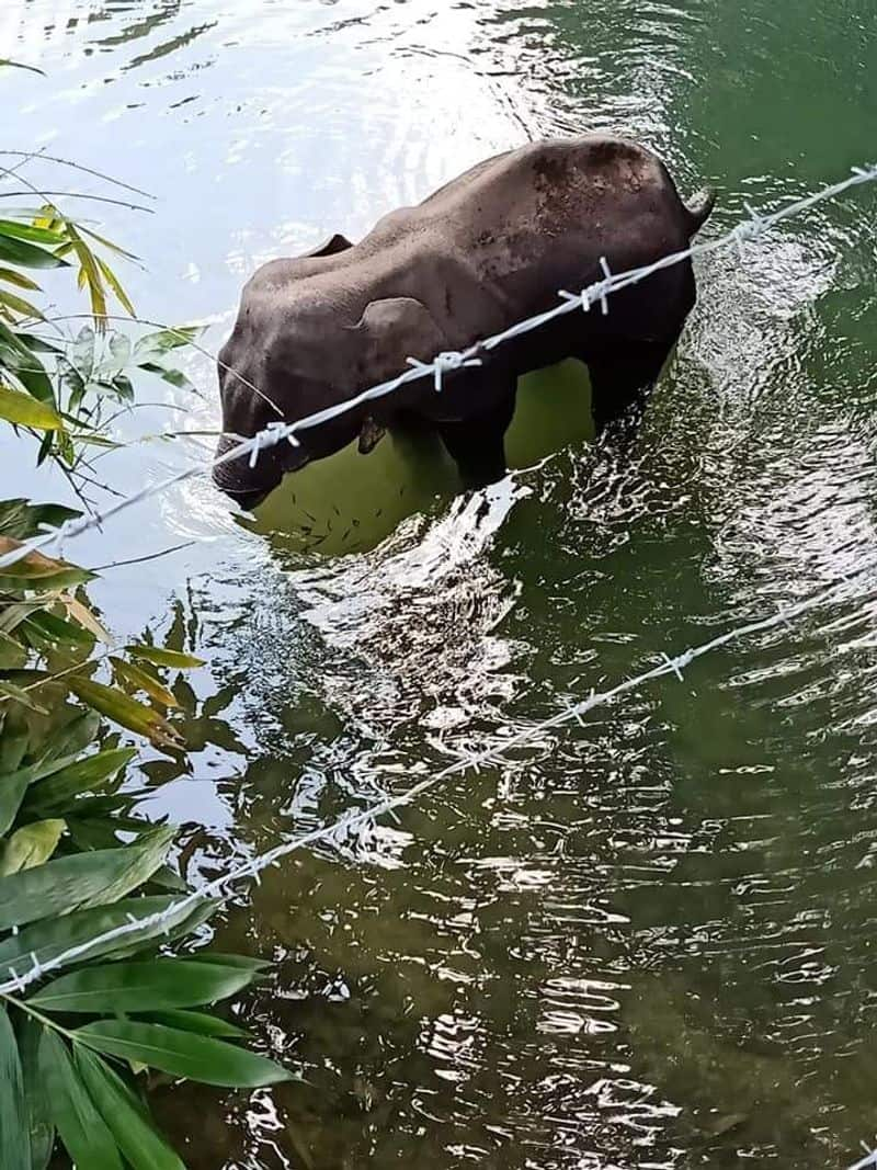 Final words of pregnant elephant died at Kerala