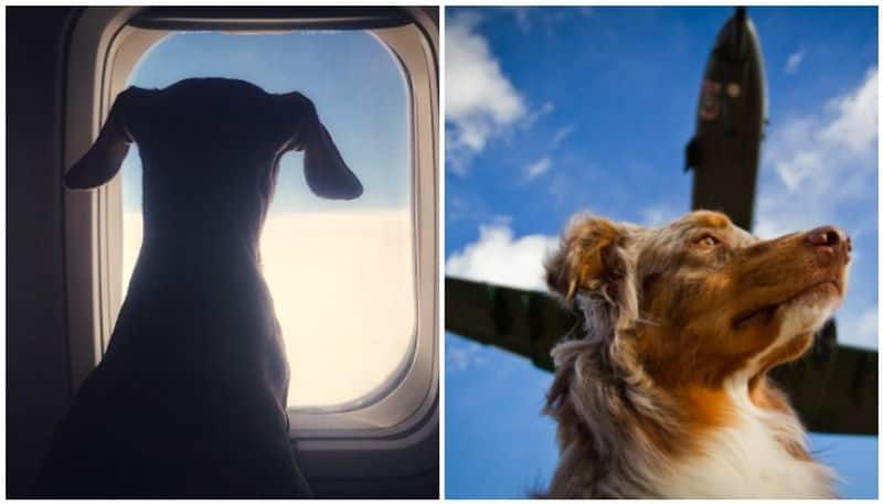 private chartered jet is all set to fly six pets from Delhi to Mumbai in mid-June with 1.6 lakh cost for each seat